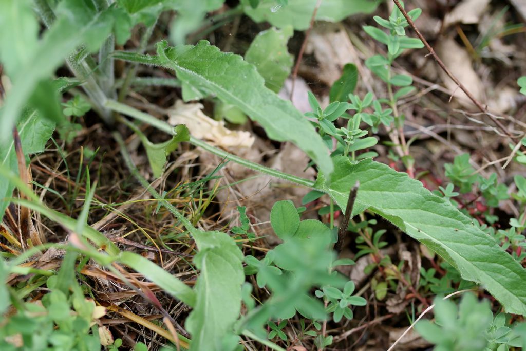 Phyteuma betonicifolium / Raponzolo a foglie di betonica